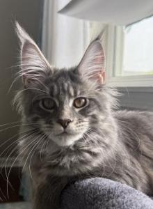Isabeau - Maine Coon Kitten For Sale - Grayslake&comma; IL&comma; US