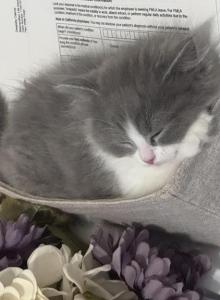 Grey and white female Persian ragdoll - Persian Kitten For Sale - McKinney&comma; TX&comma; US