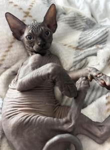 Blossom - Sphynx Kitten For Sale - Lakeland&comma; FL&comma; US