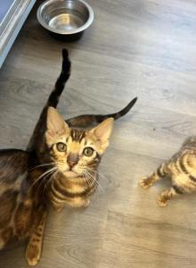 Shiva - Bengal Kitten For Sale - Phila&comma; PA&comma; US