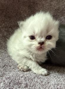 Willows litter - Persian Kitten For Sale - Spruce Pine&comma; NC&comma; US