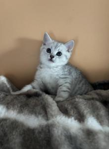 Patrik - Scottish Straight Kitten For Sale - Philadelphia, PA, US Patrik - Scottish Straight Kitten For Sale - Philadelphia, PA, US