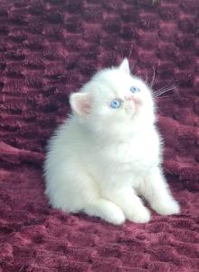 BLUE EYED WHITE EXOTIC SHORTHAIR BABY BOY CFA REG - Exotic Kitten For Sale - Tarentum, PA, US BLUE EYED WHITE EXOTIC SHORTHAIR BABY BOY CFA REG - Exotic Kitten For Sale - Tarentum, PA, US