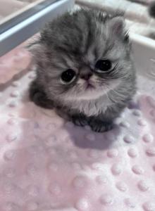 Chloes - Persian Kitten For Sale - Stilwell, OK, US Chloes - Persian Kitten For Sale - Stilwell, OK, US