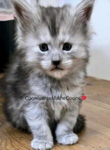 Iris - Maine Coon Kitten For Sale - MS, US Iris - Maine Coon Kitten For Sale - MS, US