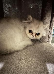 Gizmo Bella - Persian Kitten For Sale - Kirkland, WA, US Gizmo Bella - Persian Kitten For Sale - Kirkland, WA, US