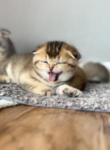 Lucy - Scottish Fold Kitten For Sale - Rahway, NJ, US Lucy - Scottish Fold Kitten For Sale - Rahway, NJ, US