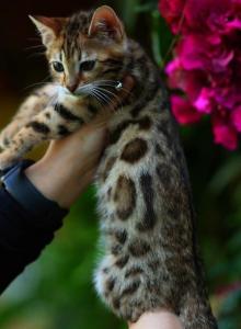 sandy - Bengal Kitten For Sale - Phoenix, AZ, US sandy - Bengal Kitten For Sale - Phoenix, AZ, US