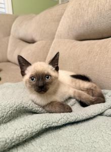 Naomi - Siamese Kitten For Sale - Wilmington, OH, US Naomi - Siamese Kitten For Sale - Wilmington, OH, US