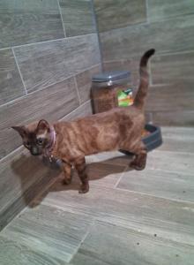 Roxy - Bengal Cat For Sale - Tallahassee, FL, US Roxy - Bengal Cat For Sale - Tallahassee, FL, US