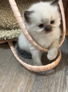 Early Summer - Ragdoll Kitten For Sale - Ocala, FL, US Early Summer - Ragdoll Kitten For Sale - Ocala, FL, US