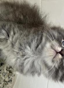 Xenna - Maine Coon Kitten For Sale - Riverside&comma; CA&comma; US