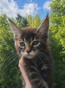 Marigold - Maine Coon Kitten For Sale - Rainier, OR, US Marigold - Maine Coon Kitten For Sale - Rainier, OR, US