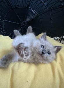 Ni'ihau Bluepoint Mink Ragdoll Male - Ragdoll Kitten For Sale - Corona, CA, US Ni'ihau Bluepoint Mink Ragdoll Male - Ragdoll Kitten For Sale - Corona, CA, US