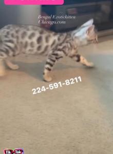 BENGAL KITTEN CHARCOAL MALE - Bengal Kitten For Sale - Hoffman Est, IL, US BENGAL KITTEN CHARCOAL MALE - Bengal Kitten For Sale - Hoffman Est, IL, US