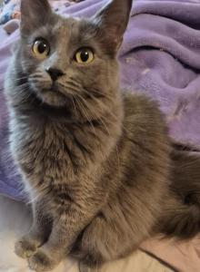 Grey female - Domestic Kitten For Adoption - Salem&comma; NH&comma; US