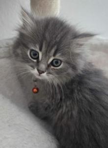 Persian himalayan litter 5 - Persian Kitten For Sale - Las Vegas&comma; NV&comma; US