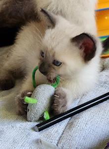Siamese Female - Siamese Kitten For Sale - Willington&comma; CT&comma; US