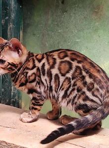 Leia's Rich Brown girl - Bengal Kitten For Sale - Buellton&comma; CA&comma; US