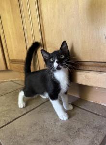 Louise - Domestic Kitten For Adoption - Iselin&comma; NJ&comma; US