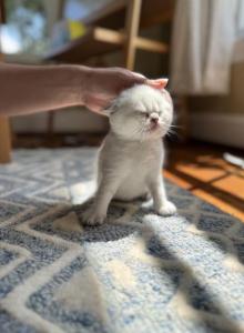 Scottish Fold male kitten - Scottish Fold Kitten For Sale - Sterling&comma; VA&comma; US