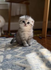 Scottish Fold female kitten - Scottish Fold Kitten For Sale - Sterling&comma; VA&comma; US