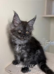 Bud Askins Black Smoke - Maine Coon Kitten For Sale - Villa Rica&comma; GA&comma; US