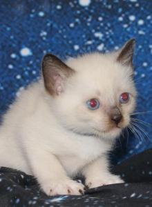 Draco - Snowshoe Kitten For Sale - Anza&comma; CA&comma; US