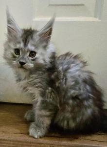 Iris - Maine Coon Kitten For Sale - MS&comma; US