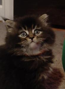 Maine Coon Dollface Persian Hybrids - Maine Coon Kitten For Sale - Mount Penn&comma; PA&comma; US