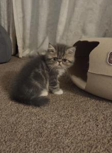 Dumpling litter - Exotic Kitten For Sale - Warminster&comma; PA&comma; US