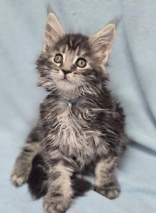 Ragdolls and Maine Coons available now - Maine Coon Kitten For Sale - Tres Piedras&comma; NM&comma; US