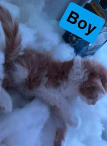 Sneezy - Maine Coon Kitten For Sale - MI&comma; US