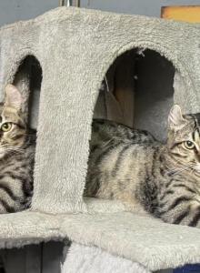 Dallas - American Curl Cat For Adoption - Johnson City, TN, US Dallas - American Curl Cat For Adoption - Johnson City, TN, US