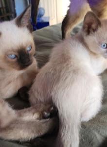 Beautiful Litter of the Siamese Breed - Siamese Kitten For Sale - Brooklyn&comma; NY&comma; US