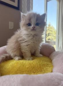Peach - Scottish Straight Kitten For Sale - Denver&comma; CO&comma; US