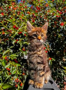 Maine Coon Female - Maine Coon Kitten For Sale - Staten Island&comma; NY&comma; US