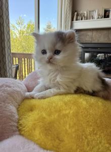 Amber - Scottish Straight Kitten For Sale - Denver&comma; CO&comma; US