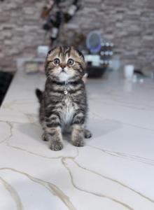 Theo - Scottish Fold Kitten For Sale - Rolling Mdws&comma; IL&comma; US