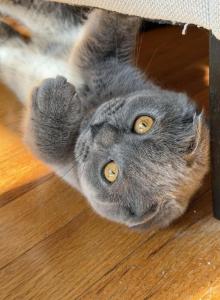 Lolita - Scottish Fold Kitten For Sale - Brooklyn&comma; NY&comma; US