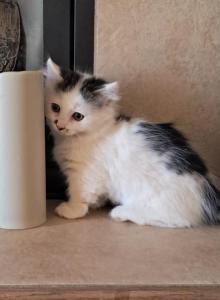 Jaxsy - Munchkin Kitten For Sale - Prescott Valley&comma; AZ&comma; US