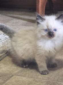 Hope - Ragdoll Kitten For Sale - Penn Yan&comma; NY&comma; US