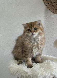 Golden Scottish Fold kitten boy - Scottish Fold Kitten For Sale - Celebration&comma; FL&comma; US