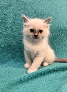 The Hillside Ragdolls - Ragdoll Kitten For Sale - Stevens&comma; PA&comma; US