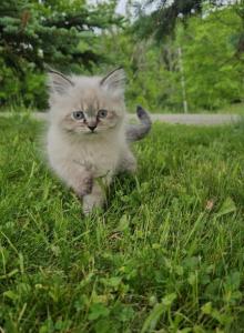 Kitties - Himalayan Kitten For Sale - Ross Corners&comma; NY&comma; US