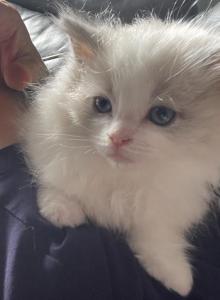 Gaston - Ragdoll Kitten For Sale - San Diego&comma; CA&comma; US