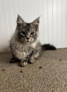 Barney - Maine Coon Kitten For Sale - Kansas City&comma; MO&comma; US