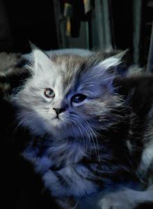 Maine Coon Dollface Persian Hybrids - Maine Coon Kitten For Sale - Mount Penn, PA, US Maine Coon Dollface Persian Hybrids - Maine Coon Kitten For Sale - Mount Penn, PA, US