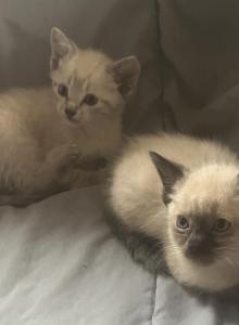 Siamese - Siamese Kitten For Sale - Alamosa&comma; CO&comma; US