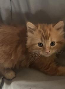 Calico and Orange - American Longhair Kitten For Sale - Alamosa&comma; CO&comma; US